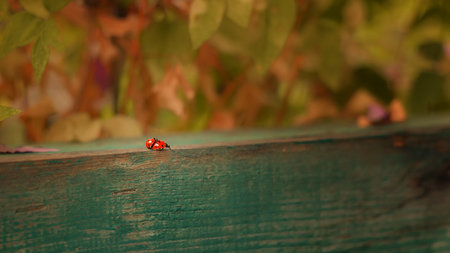 Two red ladybugs travel on a wooden railing with a beautiful background. selective focus.の写真素材