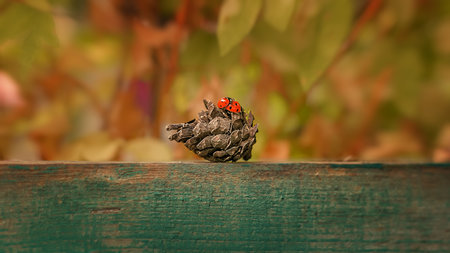 Winter nature of Ukraine Kharkiv region.の写真素材