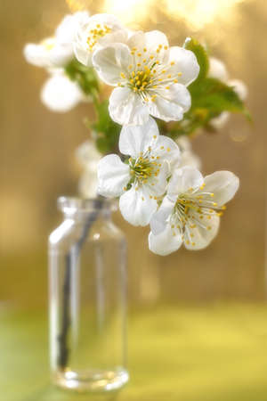 Still life close-up of cherry flowers with bokeh.の写真素材