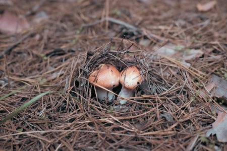 A forest brown mushroom in a natural background.の写真素材
