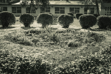 Interesting bushes and trees in black and white.の写真素材
