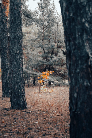 scenery of nature with sunlightの写真素材