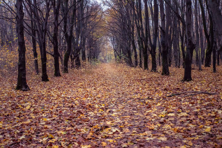 Central park in Kharkov at night and daytime.