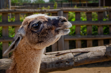 Great photos of animals taken at the zoo.の写真素材