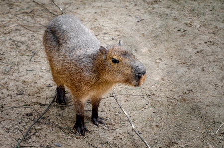 Great photos of animals taken at the zoo.の写真素材