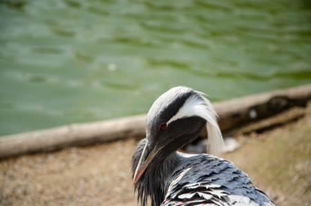 Great photos of animals taken at the zoo.の写真素材