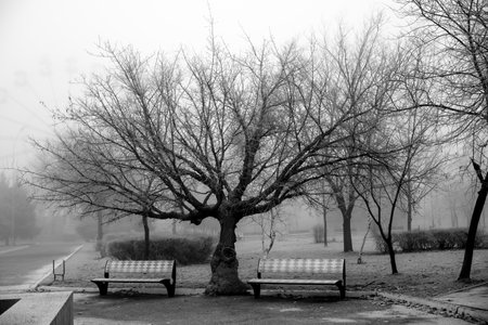 A serene black-and-white view of a quiet park pathway lined with leafless trees and empty benches. The mist creates a dreamy and calm atmosphere, perfect for conveying solitude, reflection, and the beauty of winter mornings.の写真素材