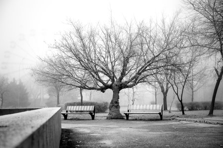 A serene black-and-white view of a quiet park pathway lined with leafless trees and empty benches. The mist creates a dreamy and calm atmosphere, perfect for conveying solitude, reflection, and the beauty of winter mornings.の写真素材