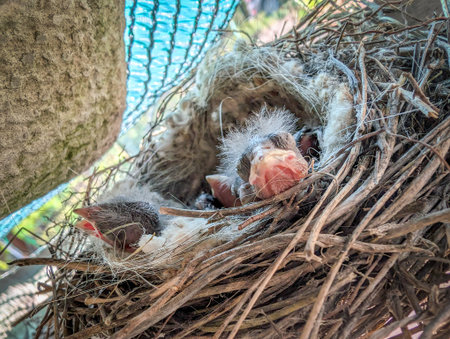A heartwarming macro photo capturing a group of newly hatched baby birds nestled in a handmade nest.