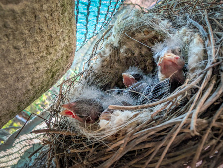 A heartwarming macro photo capturing a group of newly hatched baby birds nestled in a handmade nest.