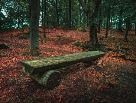 Peaceful autumn scene with a rustic wooden bench surrounded by fallen red leaves in a quiet forest. The mood reflects calm, solitude, and natural beauty.の写真素材