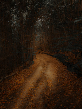 Quiet forest road surrounded by trees and autumn leaves, creating a warm and moody atmosphere perfect for nature and travel themes.の写真素材