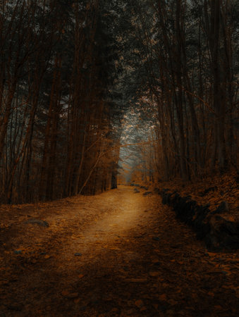 Forest road surrounded by trees and autumn leaves, creating a warm and moody atmosphere.の写真素材