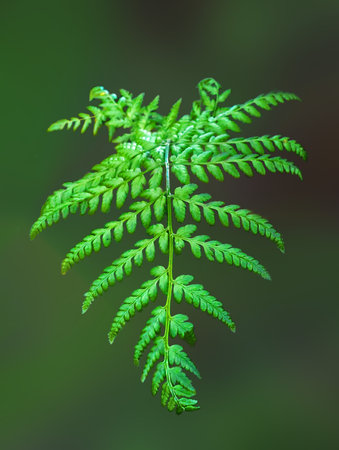 Detailed macro shot of a single bright green fern leaf showing its intricate texture and vibrant color. Lush natural foliage on a dark blurred forest background. Perfect for botany, ecology, and nature themes.の写真素材