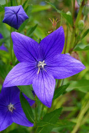 Purple Lilyの写真素材