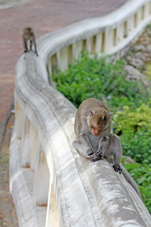 Monkeys in nature, Thailand Often beg for food from tourists   And living in the forest near the community or temple の写真素材