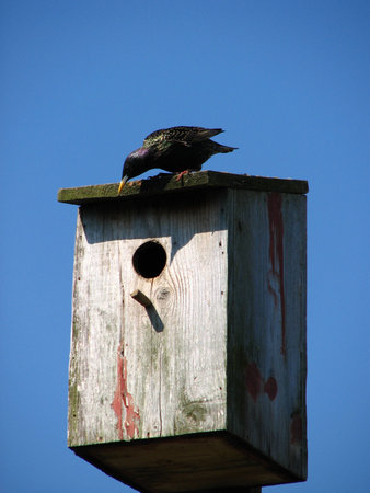 The birdy sits on the small house. On a background of the dark blue sky.の写真素材