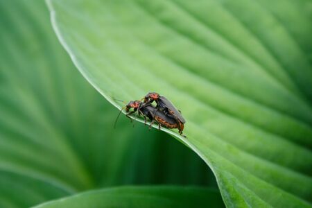 Bugs-firemenの写真素材