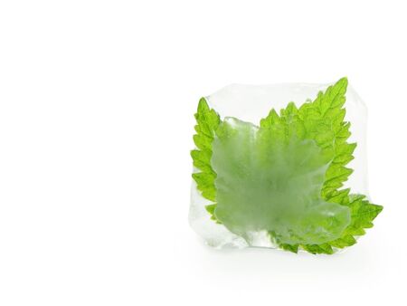 Cube of ice with a leafの写真素材