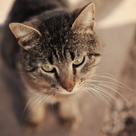 portrait of a young cat