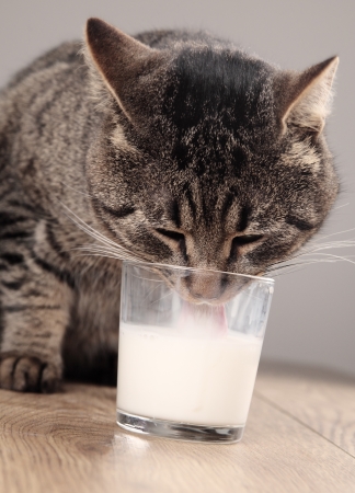 the cat drinks milkの写真素材