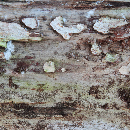 cracked wood board