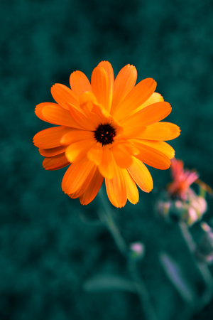 Calendula,unusual colors,autumn flowerの写真素材