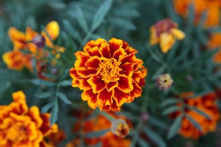 marigold flower backgroundの写真素材