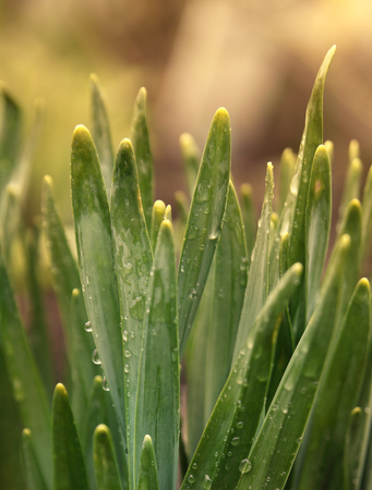 Fresh green leaves.の写真素材