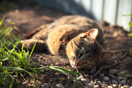 cat lying on the ground and resting after a walkの写真素材