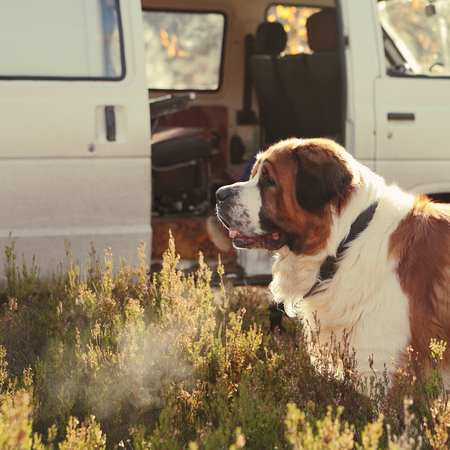 large dog guards the car on natureの写真素材