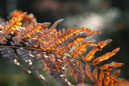 red autumn fern in the forest in the morning sun,autumn backgroundの写真素材