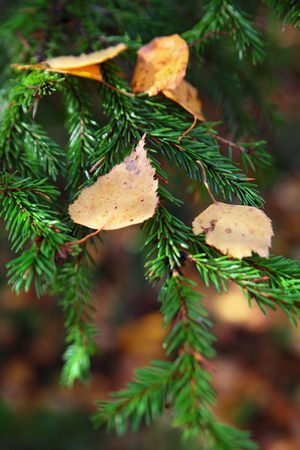 autumn leaves on a fir-treeの写真素材