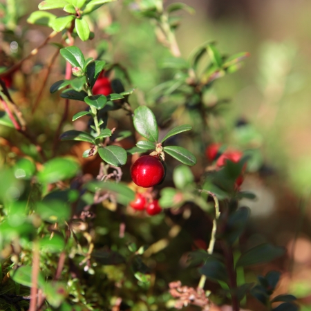 foxberry on a green twig in the forest early in the morningの写真素材