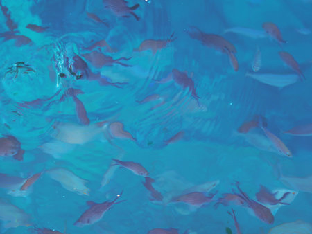 Fish under water.Sea background.Feeding fish in the mediterranean sea.の写真素材