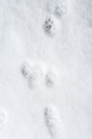 Cat paw prints on the snow.の写真素材