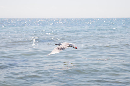 Seagull flying over the blue sea.A seagull takes off from the water.の写真素材