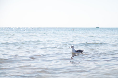 Seagull is swimming in the sea.の写真素材