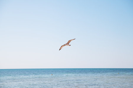 Seagull flying over the blue sea.の写真素材