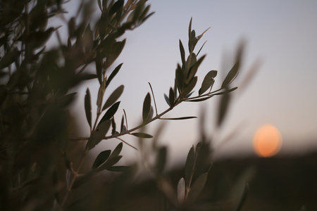Olive tree branch at sunset. Natural background. Selective focus.の写真素材