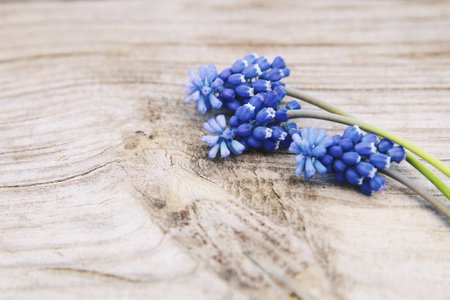 Muskari flowers on vintage wooden background.Space for your text.の写真素材