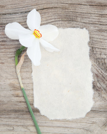 Narcissus and rice paper on vintage wooden background.Space for your text.の写真素材