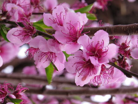 Peach tree in blossomの写真素材