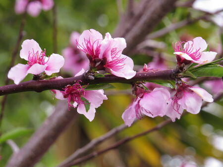 Peach tree in blossomの写真素材