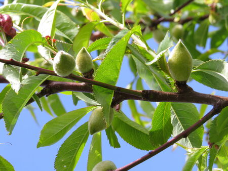 Young peach fruit on treeの写真素材