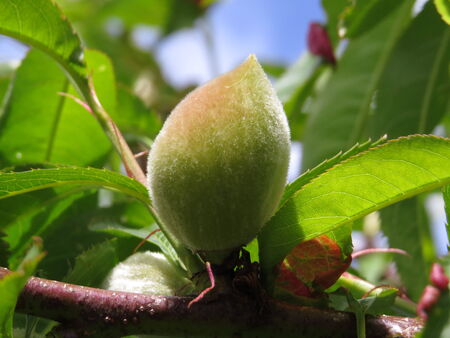 Young peach fruit on treeの写真素材