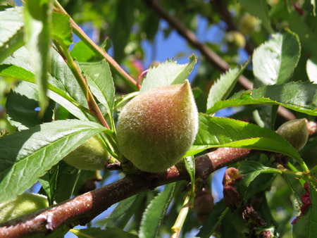 Young peach fruit on treeの写真素材