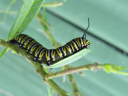 Hungry monarch caterpillar eating swan plant in the gardenの写真素材