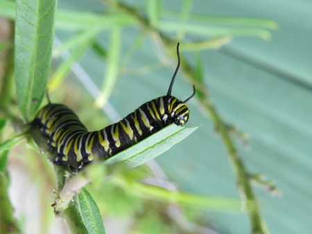 Hungry monarch caterpillar eating swan plant in the gardenの写真素材