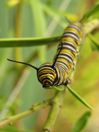 Hungry monarch caterpillar eating swan plant in the gardenの写真素材